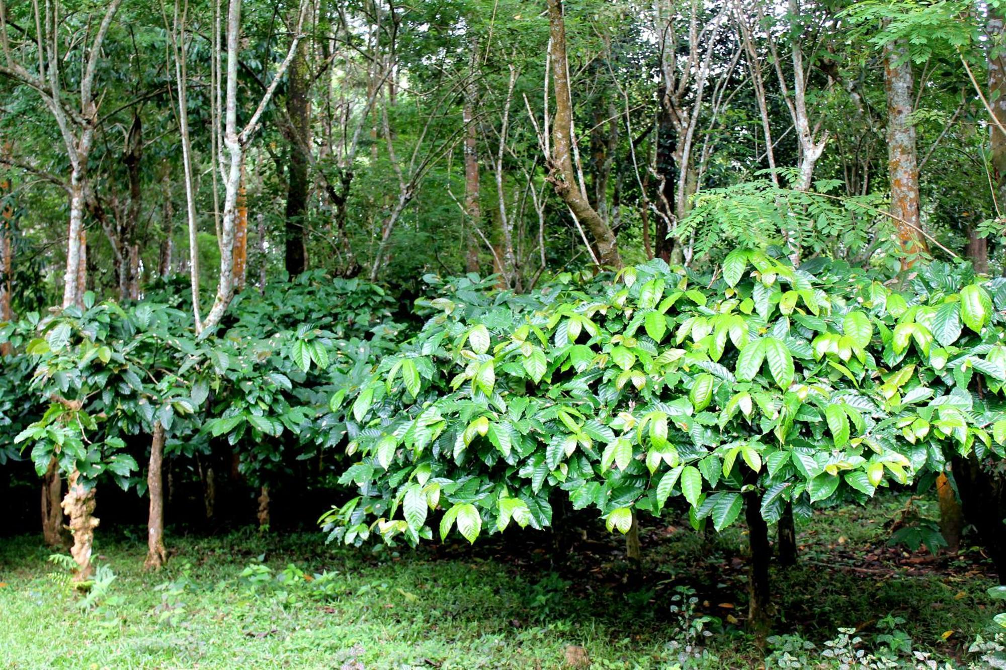 Batheri Woodside Homestay Wayanad מראה חיצוני תמונה