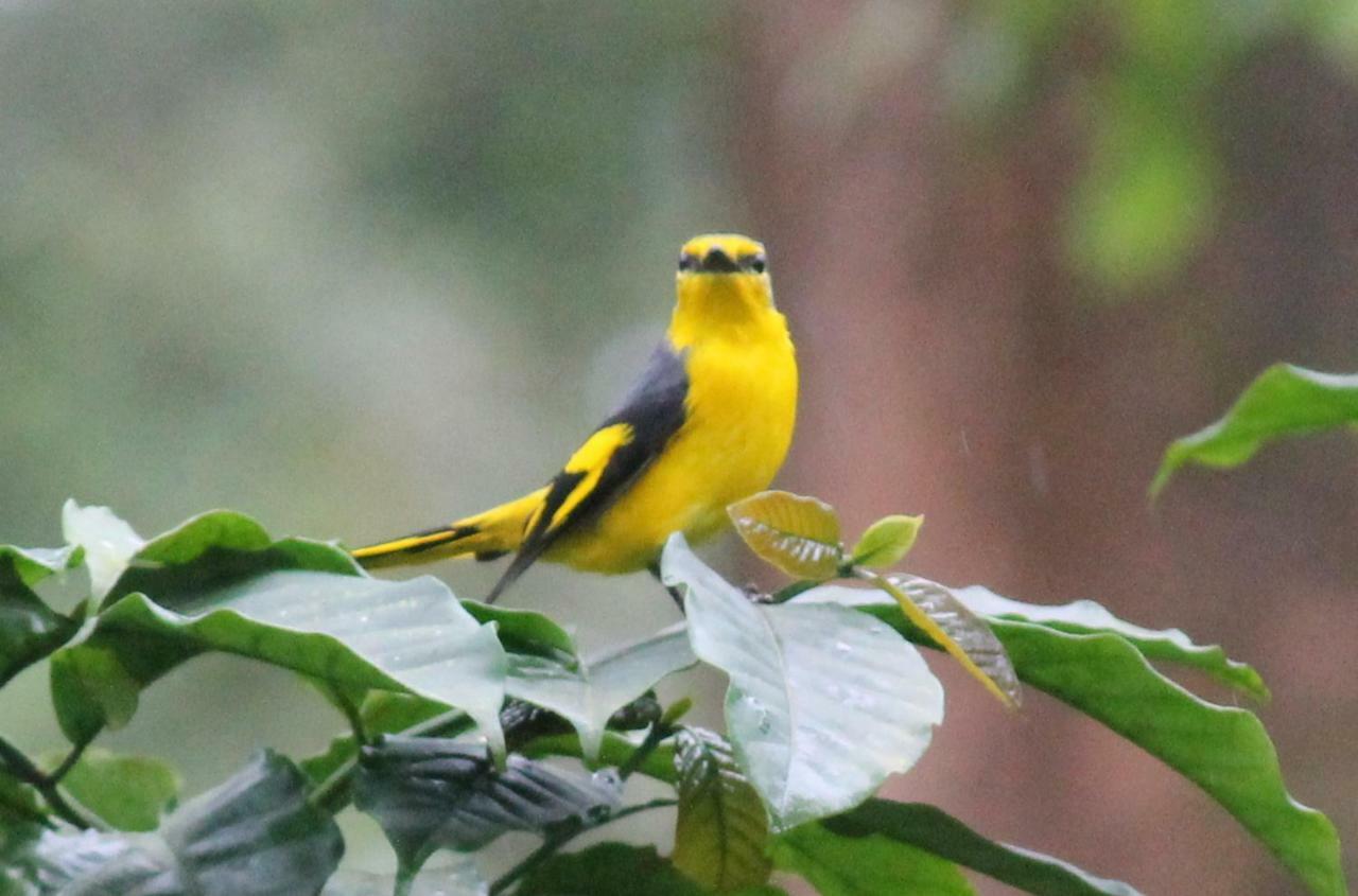 Batheri Woodside Homestay Wayanad מראה חיצוני תמונה